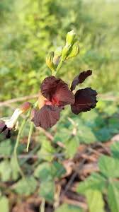 Image result for Macroptilium atropurpureum