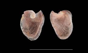 Image result for Megalochlamys