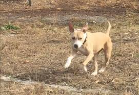 What you feed your puppy from the time you bring him home, will have an influence not just on how healthy he is during his life, but how long that life lasts. Canine Lymphoma Treatment Delivers Excellent Results For Stella