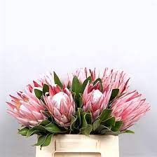 Protea Flowers As A Centre Piece Protea Flower Flowers Uk Australian Native Flowers