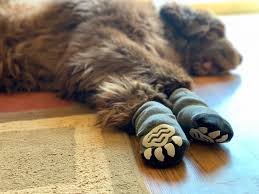 You want your order, and we're not here to waste time. Do Non Slip Dog Socks Really Work My Brown Newfies