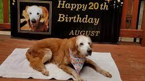 You'll find below all the articles written in the puppy category of this site. 20 Year Old Dog In Tennessee Is Believed To Be Oldest Living Golden Retriever In History