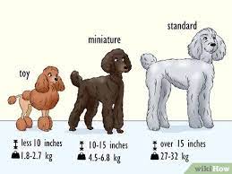 A dwarf poodle or miniature poodle (commonly known as a mini poodle) are, as their name suggests, one of the smaller poodle types. 3 Ways To Identify A Poodle Wikihow