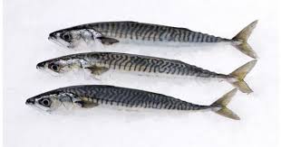 Wild Boston Mackerel Whole Fish Fish Fillet Fresh Fish