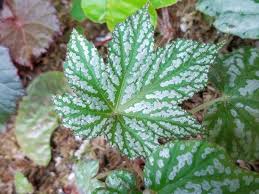 Image result for Begonia kisuluana