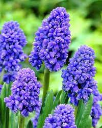 Grape Hyacinth Blue Spike Muscari Armeniacum Bulbous Plants Muscari Planting Flowers
