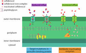 Image result for Cefiderocol
