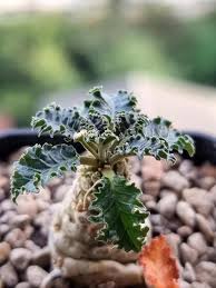 Image result for Dorstenia schliebenii