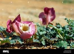 Image result for Harpagophytum procumbens