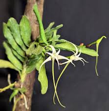 Image result for Cyrtorchis chailluana