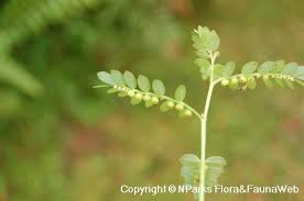 Image result for Phyllanthus nyikae