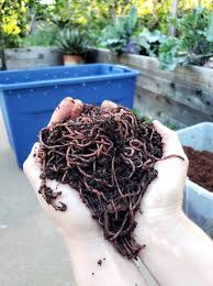 A worm composting bin, known as a vermicomposter, can be fairly inexpensive and easy to maintain. Vermicomposting 101 How To Create Maintain A Simple Worm Bin Homestead And Chill