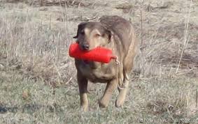 Chesapeake Bay Retriever Color Misty Shores Chesapeakes