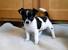 Black Short Hair Chihuahua