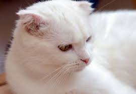 The munchkin is considered to be the original breed of dwarf cat. 19 Katter Som Koster En Formue Viivilla