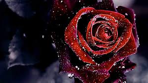 See more ideas about red roses wallpaper, wallpaper, beautiful wallpapers. Dark Red Rose Wallpaper Pin Posters