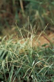 Image result for Digitaria ciliaris