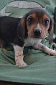 Home Grown Pocket Beagles Beagle Cutebeaglesbaby Pocket Beagle Beagle Dog Beagle Puppy