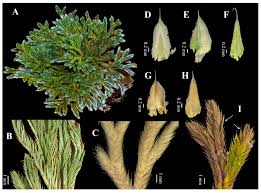 Image result for Selaginella imbricata