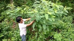 Manfaat tersebut dapat dirasakan baik pada peternakan ayam pedaging ataupun peternakan ayam petelur jika pemberian dan pengolahan tepung daun turi dilakukan dengan benar. 5 Langkah Menanam Pohon Turi Untuk Pakan Ternak Pak Tani Digital