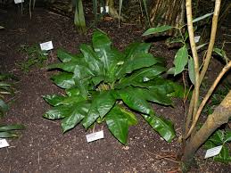 Image result for Palisota