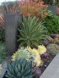 Ca Friendly Design Ideas Roger S Gardens Drought Tolerant Garden Succulent Landscaping Succulents Garden