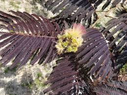 5134 highway 127 n state: Darrell Blackwelder Answers About Trees And Shrubs Salisbury Post Salisbury Post