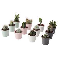 Cactaceae Plant Met Sierpot Cactus Diverse Soorten Ikea Pflanzen Ubertopf Bluhende Pflanzen