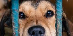 Paw Prints PetFest & 5K
