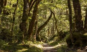 Jun 09, 2021 · keith started working at thrift food center at age 14. Getting Back To Nature How Forest Bathing Can Make Us Feel Better Trees And Forests The Guardian