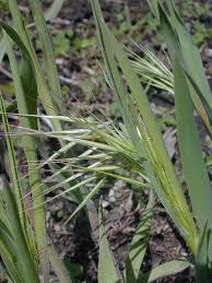 Image result for Bromus  tectorum