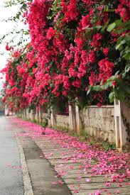 Nanning China By Beautiful Guangxi Pretty Flowers Photography Beautiful Flowers Wallpapers Beautiful Flowers Garden