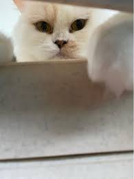 Check spelling or type a new query. Cat Grooming In Al Khan Cat Grooming Petbacker Sharjah
