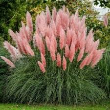 Extra large pampas grass 120cm grey white color fluffy natural dried flowers bouquet boho vintage style for wedding home decor decorative &. Pink Pampas Grass Seeds Cortaderia Selloana Cena 1 50