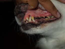 Whichever you choose, don't forget. Best Dental Treats For Dogs Greenies Milk Bones And Other Treats Pethelpful