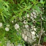 Image result for Pollichia