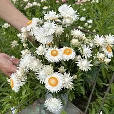 Image result for Helichrysum asperum