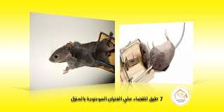 7 طرق للقضاء علي الفئران الموجودة بالمنزل لن تصدق رقم 3 شركة الرحمة