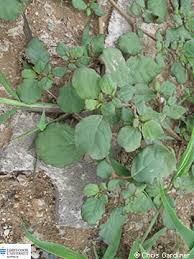 Image result for Trianthema