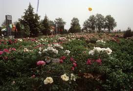 Jun 21, 2017 · january 2012. Approaches To A Peony Garden East And West Cricket Hill Garden