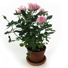 Maybe you would like to learn more about one of these? Indoor Rose Vase 11cm Gardenclick