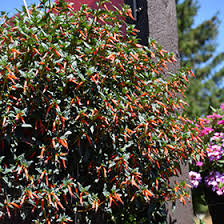 Image result for Cuphea ignea