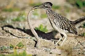 Birds Of Southern Arizona Book Road Runner Munching On A Tasty Snake One Of The Very Unique Things You Can See In Tucson Http Tanqueverderanch Com Arizona Birds Road Runner Pet Birds