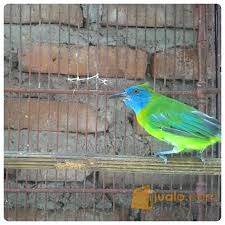 Check spelling or type a new query. Cucak Rante Emas Atau Kinoi Surabaya Jualo