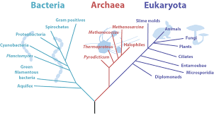 7 Archaea Biology Libretexts