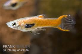 Colori originari, pochissima elaborazione postproduzione, questi pesci incrociati tra guppy endler e guppy commerciali hanno. Endler Guppy Red Scarlet Poecilia Wingei Minifisch Tiere Zierfische Lebendgebarende Guppys
