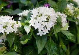 Image result for Pentas bussei