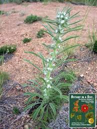 Image result for Boraginaceae