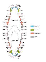 ᐅ hundegebiss die zahne des hundes guter hund de