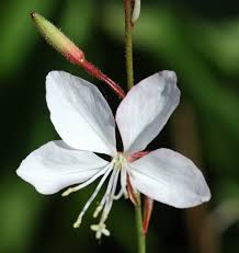 Image result for Oenothera lindheimeri